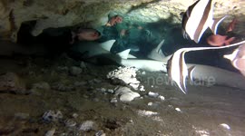 Diver has close encounter with sharks in a cave