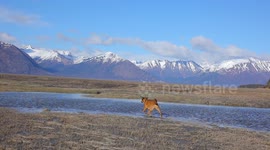 Dog plays in Alaskan river with stunning mountains in the background