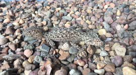 Screaming Gecko in Slow Motion