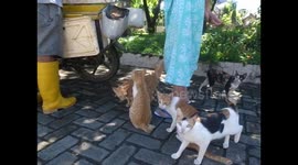 Begging cats gather under fishmonger's motorbike
