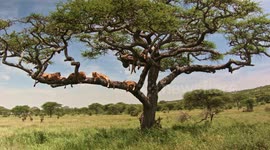 Lions in tree 1 wide