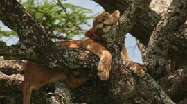 High quality, close-up footage of lions sleeping in a tree
