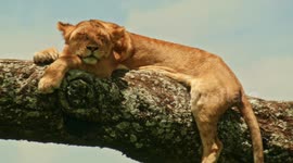 Lions in tree 5 Sleeping Beauty