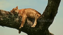 Lions in tree 6 Sleeping Beauty 2 Lazy cub