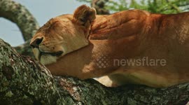 Lions in tree 8 Sleeping Beauty 3 Lazy cub