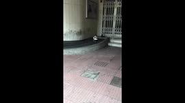 Seagull eats pigeon
