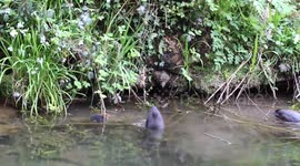 Eurasian Coot  Family