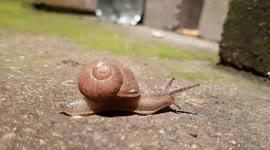 How the snail changed his destination