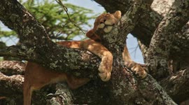 High quality, close-up footage of lions sleeping in a tree