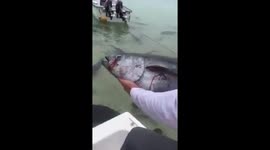 Tiburones hambrientos devoran en segundos a un atun