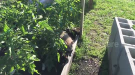 Raccoons frolic and play in yard and garden