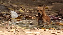 Dog copes with the warm temperatures of Ahmedabad city