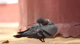 Pigeon is badly hurt from the neck in Ahmedabad, India