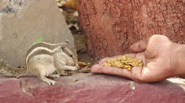 Squirrel eating on a human hand