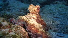 Close encounter with an Octopus