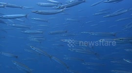 Close encounter with a school of Barracuda - Amazing!