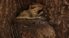 Squirrel resting during high temprature in Ahmedabad