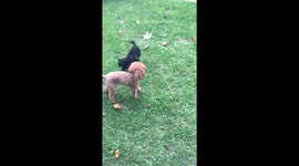 Milo's response to Crazy Girlfriend!