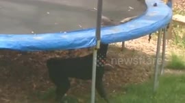 Dog tries to help bird have fun on a trampoline