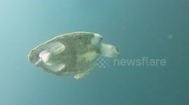 Turtle struggles to swim with only one flipper