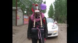 Groom's parents dress up as donkeys to pull wedding car