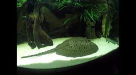 Stingray tries to eat fish in home aquarium, but fails