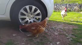 Hungry chicken eats glass snake