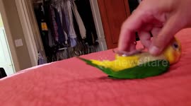 Mango the Caique parrot plays on the bed.