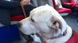 Dog drums with its tail on a London - Windsor train