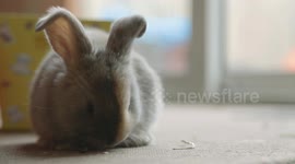 Cute Baby Bunnies