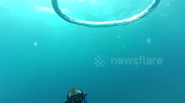 Diver swims through giant bubble ring