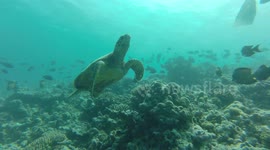 Diver has close encounter with sea turtle