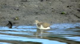 The common sandpiper take a bath