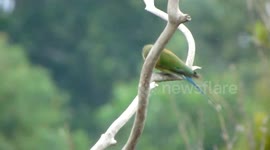 The blue-tailed bee-eater in Bintan island - Indonesia