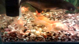 Gold fish lost it's eyes