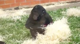 Baby Bonobo Gets Startled
