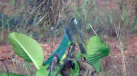 The Wildlife birds in Bintan island - Indonesia