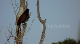 The lesser coucal (Centropus bengalensis) in Bintan, Indonesia