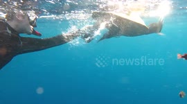 Diver rescues sea turtle entangled in a 'ghost' fishing net