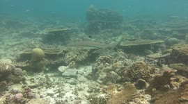 Black tip shark swimming across a coral reef