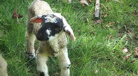 Cute lamb calling for its mother