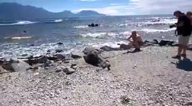 Seal attacked a tourist