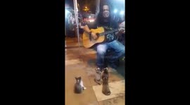Street performer attracts an audience of cute kittens