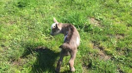 Baby goat sounds!