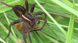 Raft Spider eating butterfly in the New Forest