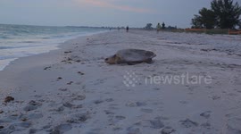 turtle going back into the sea