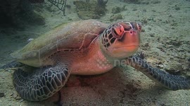 Diver gets very close to a sea turtle
