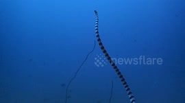 Highly venomous sea snake filmed swimming to the ocean surface