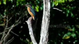 The common kingfisher (Alcedo atthis) in Bintan island - Indonesia