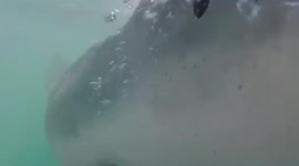 Great white shark tries to attack cage divers